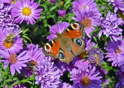 Красивые цветы и бабочки - 72 фото