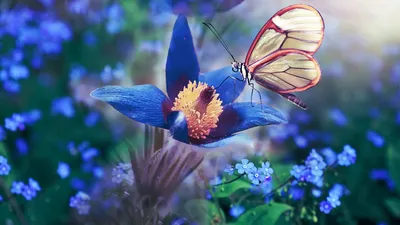 Красивые фото бабочек и ярких цветов для эстетов | Цветы и бабочки Фото  №1001389 скачать