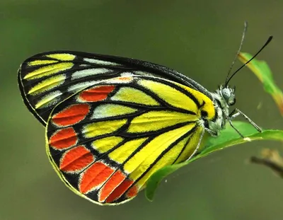 Красивые бабочки на цветах - фото и картинки: 90 штук