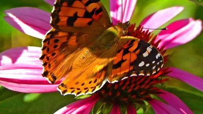 Векторная иллюстрация красочные красивые бабочки украшения в разных  ракурсах PNG , бабочка, цвет, декоративные картины PNG картинки и пнг PSD  рисунок для бесплатной загрузки