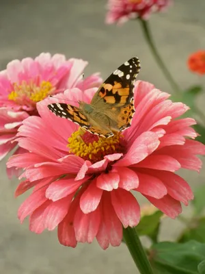 7 видов бабочек, которые заставят вас влюбиться в них с первого взгляда» —  создано в Шедевруме
