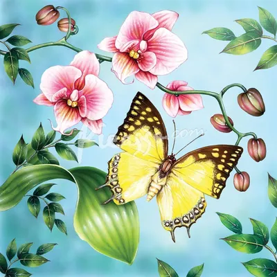 Скачать обои бабочки, цветы, весна, тюльпаны, раздел настроения в  разрешении 5650x3900