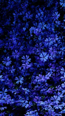 Красивые жемчужные цветы в классическом синем цвете 2020 года, природный  фон, поздравительная открытка, рекламный баннер Стоковое Изображение -  изображение насчитывающей свадебный, конструкция: 165802511