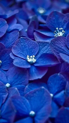 Красивые жемчужные цветы в классическом синем цвете 2020 года, природный  фон, поздравительная открытка, рекламный баннер Стоковое Изображение -  изображение насчитывающей уговариваний, средства: 165805161