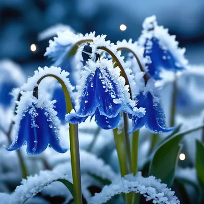 Синий цвет в природе - 69 фото