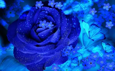 Фото Красивый цветок голубого цвета с капельками воды на лепестках, темный  фон