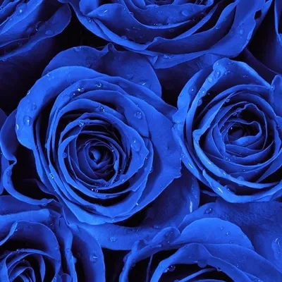 Синего цвета розы красивые, утро, …» — создано в Шедевруме