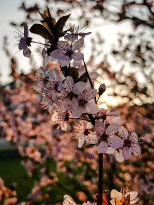 [83+] Красивые картинки весна природа обои