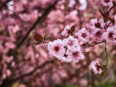 Картинки весна солнце природа (70 фото) » Картинки и статусы про окружающий  мир вокруг