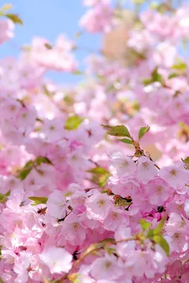 [71+] Красивые картинки весна цветы обои