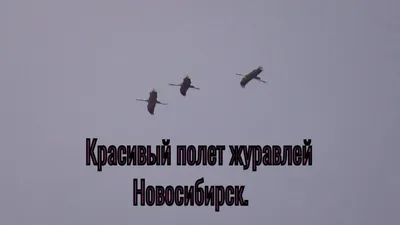 Картина по номерам Красиво Красим Журавли Восточный стиль, 50 х 50 см -  отзывы покупателей на маркетплейсе Мегамаркет | Артикул: 600004450990