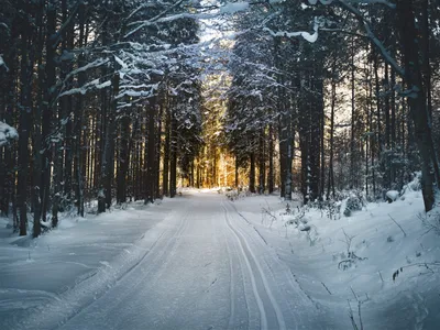 На аву зима лес (54 фото) »