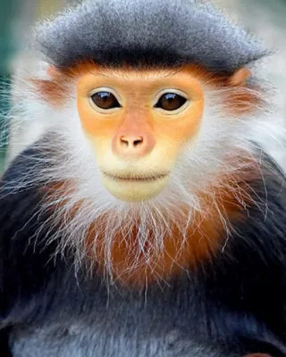 [72+] Красивые обезьяны картинки обои
