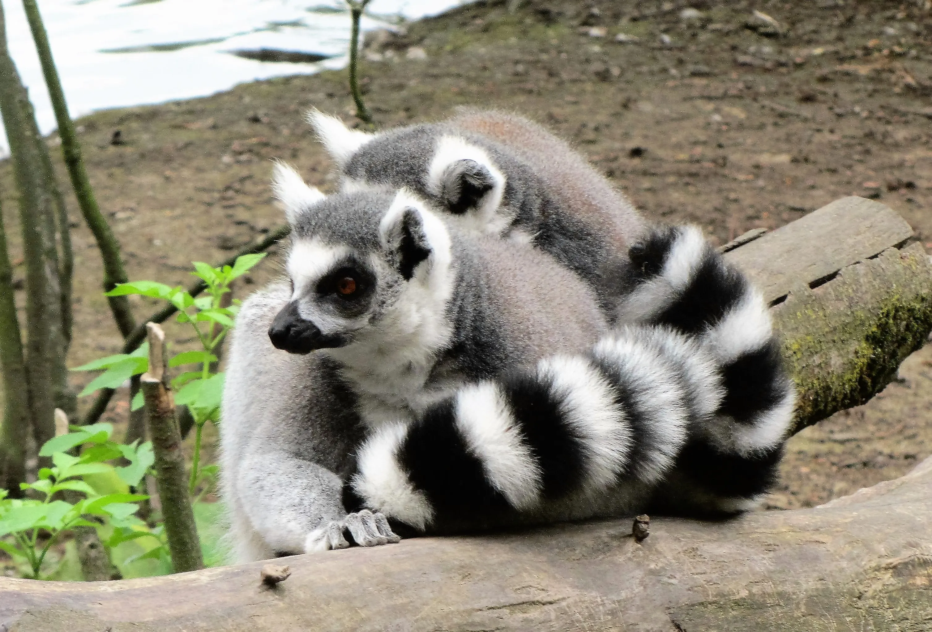 Zoo couple. Кошачий лемур. Лемур с полосатым хвостом. Полосатый лемур. Кошачий лемур хвост.