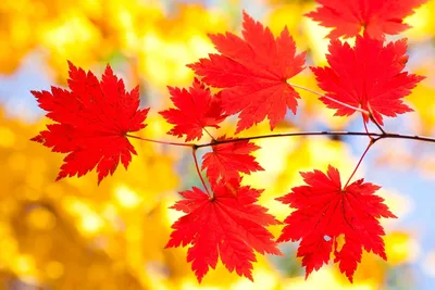 Красивые осенние листья - 54 фото