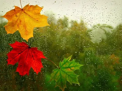 Картинки красивые с дождем осенние (69 фото) » Картинки и статусы про  окружающий мир вокруг