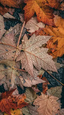 Картинки осенние листья красивые яркие (70 фото) » Картинки и статусы про  окружающий мир вокруг