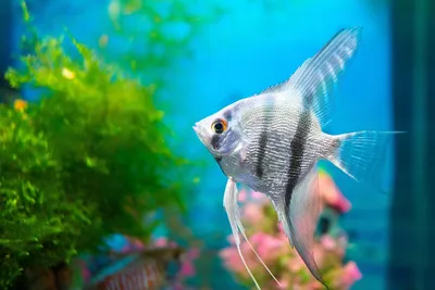 ТОП-5 самых красивых рыб для большого аквариума | Laguna