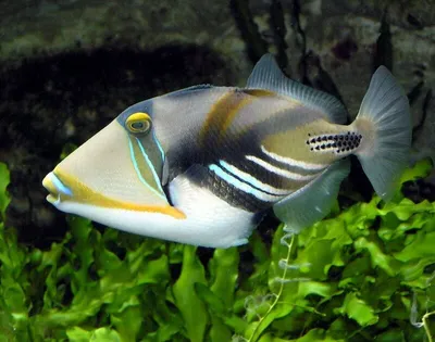 ТОП-5 самых красивых рыб для небольшого аквариума | PROpets | Дзен