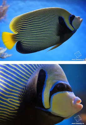 Красивые рыбки в океане (56 фото) - 56 фото