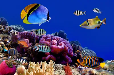 Красивые рыбы океана (74 фото) - 74 фото