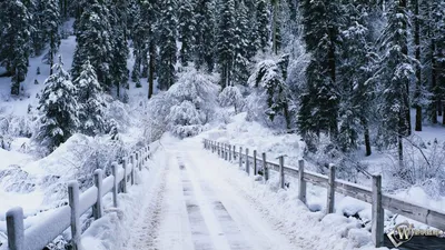 Скачать обои Snowy bridge (Зима, Снег, Лес, Мост, Ели) для рабочего стола  1920х1080 (16:9) бесплатно, Фото Snowy b… | Paysage de neige, Scène  d'hiver, Paysage hiver