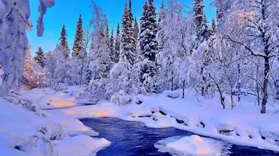 Зимние пейзажи с животными - 79 фото