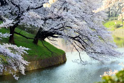 изысканно красивый весенний фон, весна, цветы, цвести фон картинки и Фото  для бесплатной загрузки