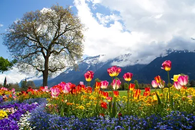 красивый весенний пейзаж Stock Photo | Adobe Stock