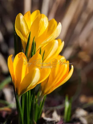 Крокус Желтый (Crocus Yellow) - Луковицы крокусов - купить недорого Крокусы  в Москве в интернет-магазине Сад вашей мечты