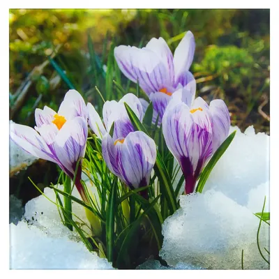 Crocuses in snow / Крокусы в снегу | Svetlana May | Flickr