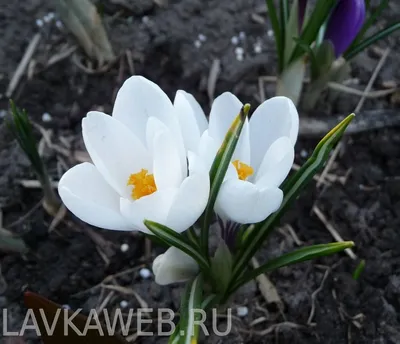 🌱 Крокус Крупноцветковый Remembrance по цене от 892 руб: луковицы,  саженцы, рассада - купить в Москве с доставкой - интернет-магазин Все Сорта