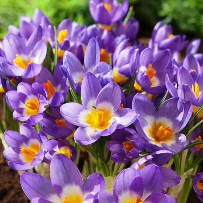 💜 Крокусы из фоамирана БЕЗ МОЛДА. Композиция с крокусами. Crocuses from  foamiran / Творческое место - YouTube