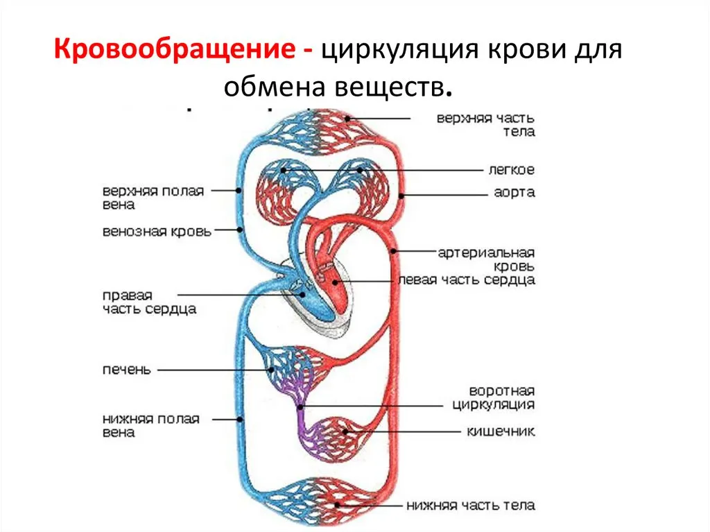 Картинку Малого Круга Кровообращения