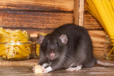 Маленькие грызуны: топ-20 фактов о крысах