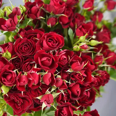 51 красные кустовые розы 50 см- купить в СПб с доставкой в интернет  магазине \"Цветочкин\"