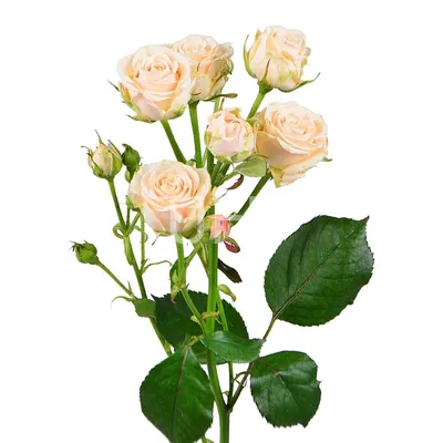 Кустовая роза Розовая