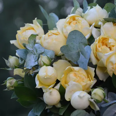 Букет из 7 кустовых роз» - купить в Москве за 2 580 руб