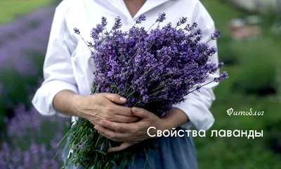Лаванда в саду: как вырастить ее у себя на участке – блог интернет-магазина  Порядок.ру