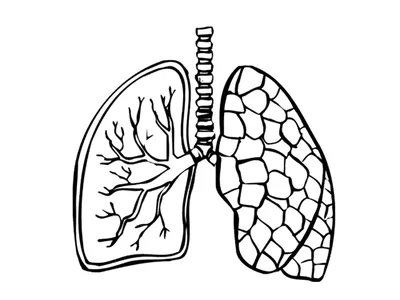 искусство \"человеческие легкие - одна линия\". непрерывный линейный рисунок  внутренних органов человека легкие бронхи трахея альвео Иллюстрация вектора  - иллюстрации насчитывающей дышает, альвеолы: 225533479