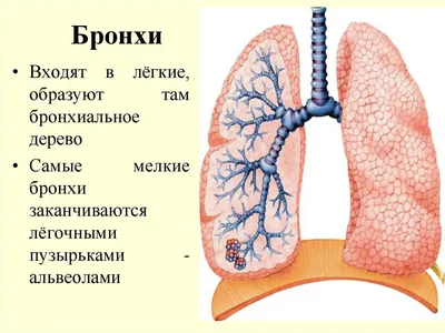 Характеристики модели Картина по номерам на холсте детские пёсик с  сердечком (для детей, простые, кавай, собака, собачка) - 10015 В 20х30 —  Картины по номерам и контурам — Яндекс Маркет