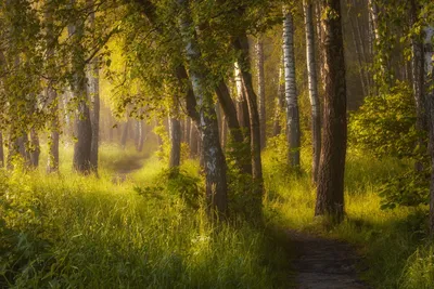 Лес после дождя» картина Прядко Юрия маслом на холсте — заказать на  ArtNow.ru