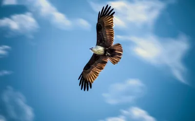 Орел в небе (57 фото) - 57 фото