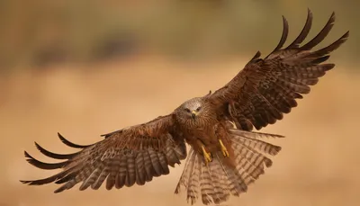 Картинки орел Птицы Крылья летящий Животные 2560x1462