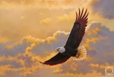 Парящий орел» картина Бруно Августо маслом на холсте — заказать на ArtNow.ru