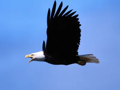 Картинка Летящий орел » Орлы » Птицы » Животные » Картинки 24 - скачать  картинки бесплатно