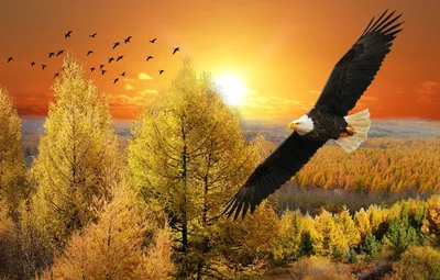 Орел парящий в небе (41 фото) - 41 фото