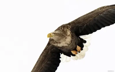 Орел, летящий в небе · Бесплатные стоковые фото