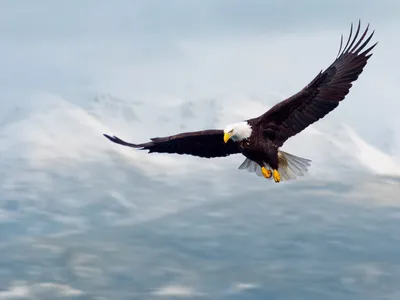Летящий орёл в горах» — создано в Шедевруме