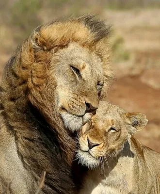 Скачать обои любовь, лев, львы, парочка, львица, раздел кошки в разрешении  640x1136